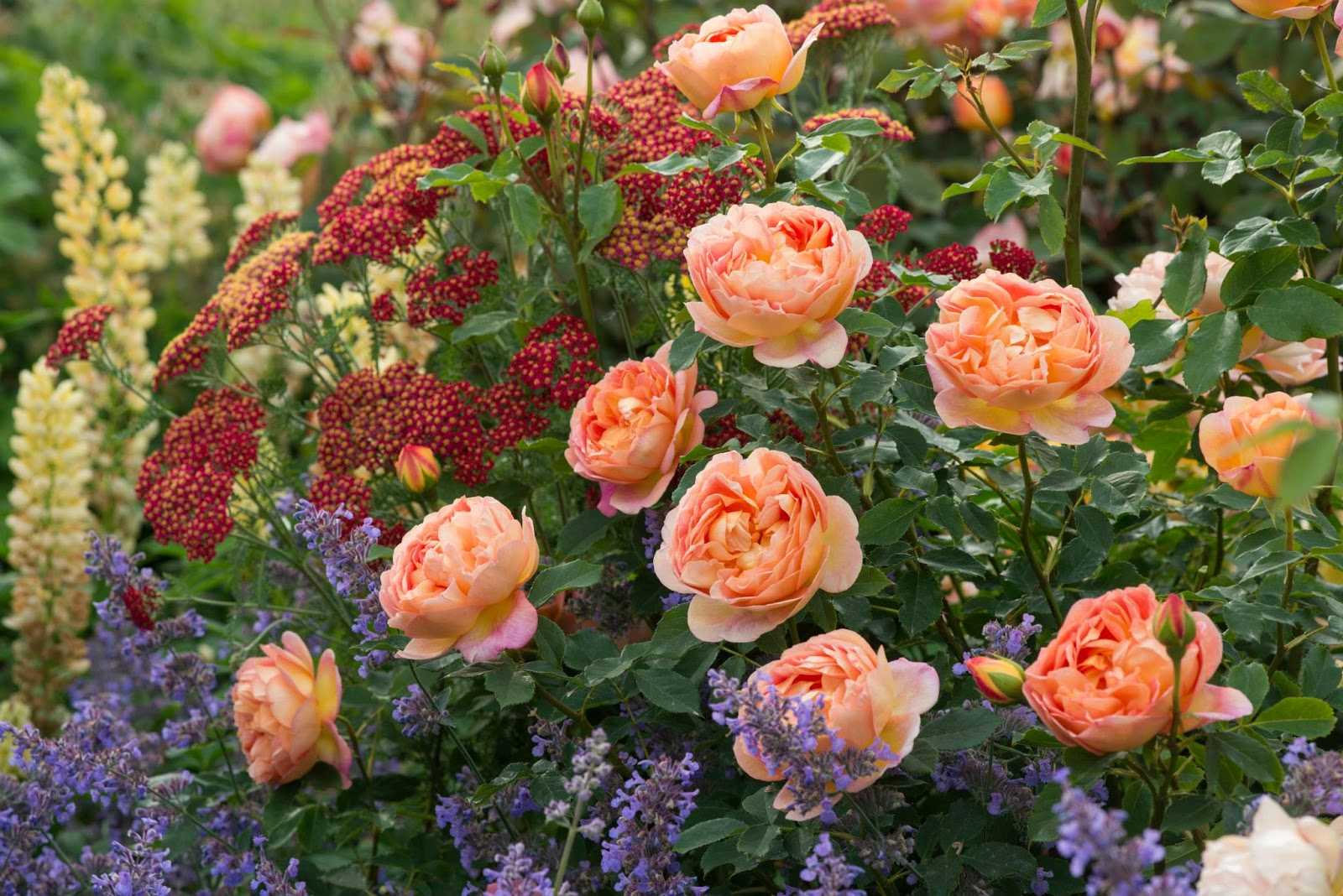 Сочетание роз по цвету между собой в розарии фото
