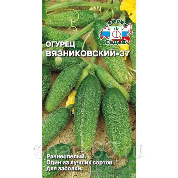 Сорт огурцов «вязниковский 37»: фото, видео, описание, посадка, характеристика, урожайность, отзывы