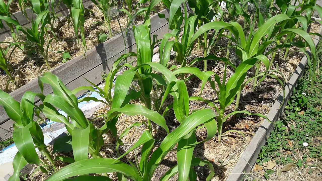 Как посадить кукурузу в огороде в открытый. Кукуруза на грядке. Грялка кукуруза. Грядки под кукурузу. Грядка для кукурузы в открытом грунте.