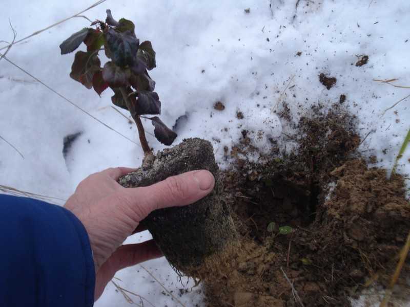 Как посадить грушу весной и осенью: сроки и правила посадки саженца