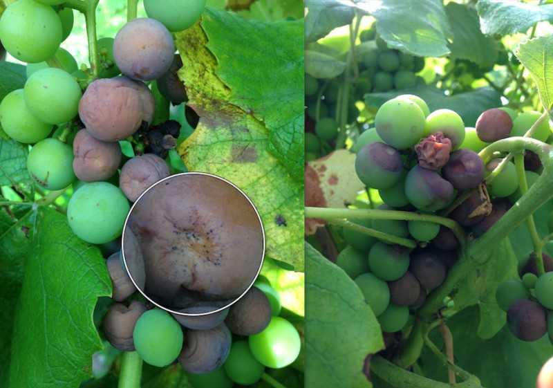 Вредители и болезни винограда: особенности борьбы