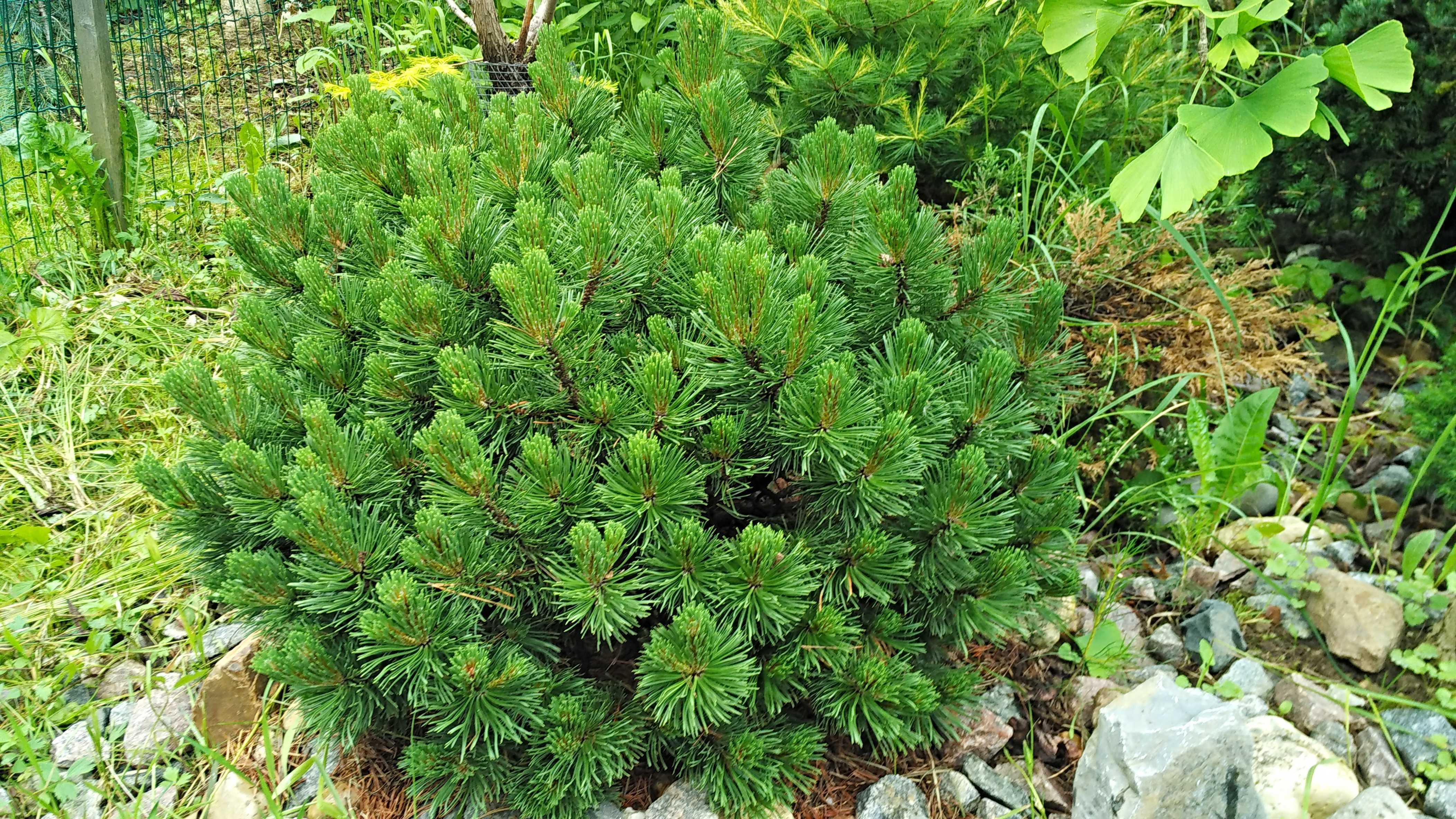 Шервуд компакт. Сосна Горная Шервуд компакт. Сосна Горная Муго. Сосна Горная Мугус. Pinus mugo `compacta`.