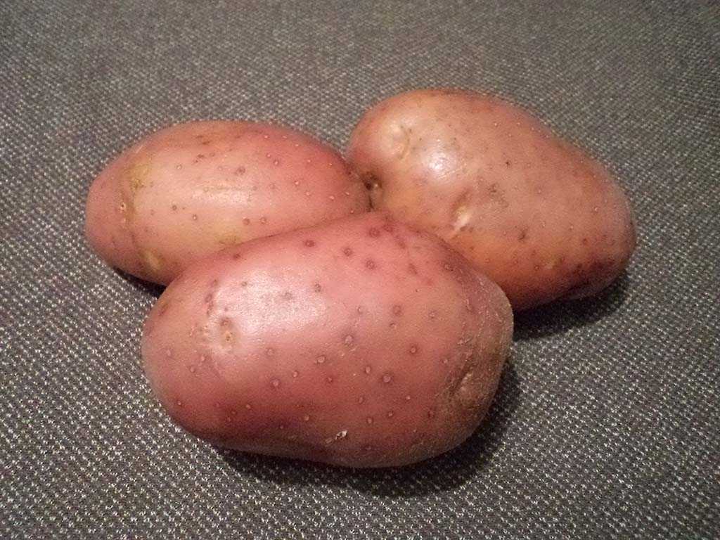 Голландский картофель сорта ред скарлетт