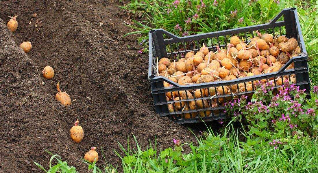 На какую глубину пашут землю под картошку. выбор места для посадки картофеля