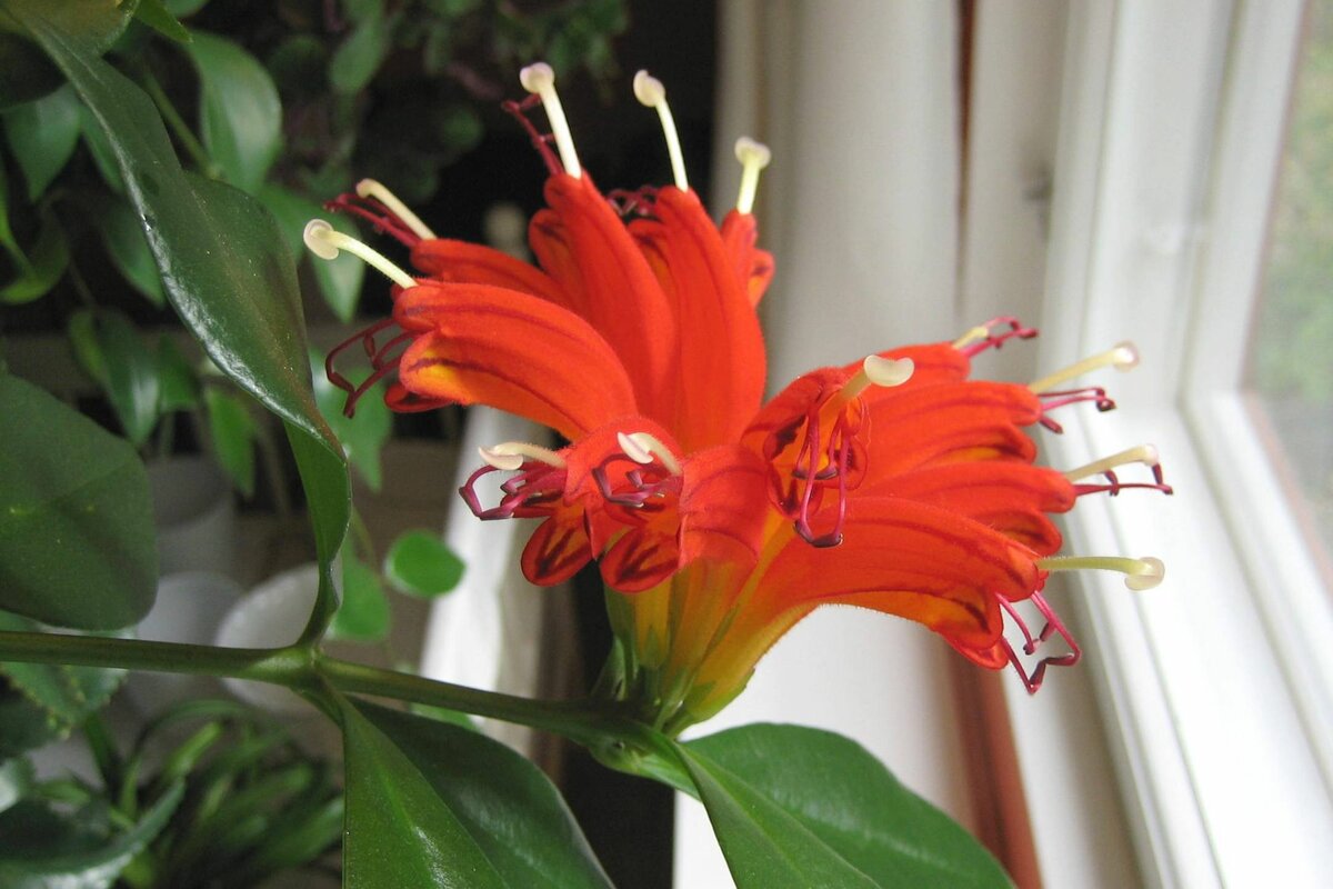 Схизантус (шизантус) —  почти как орхидея : посадка и уход