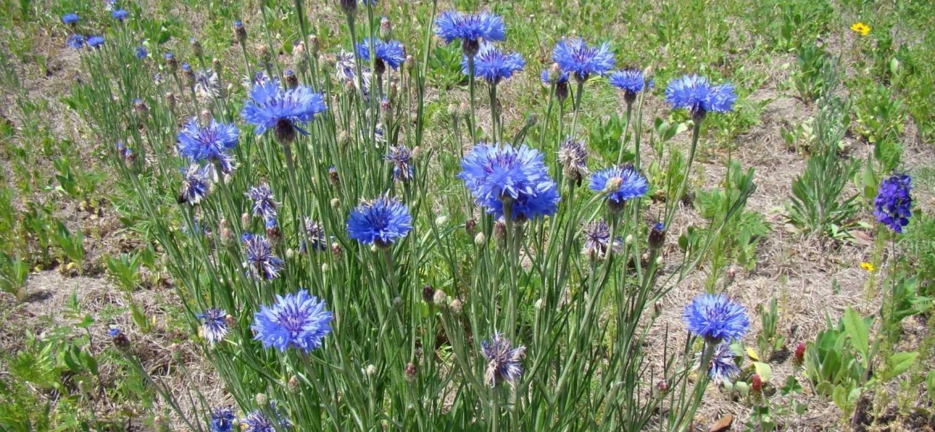 Растение синий василек: фото, описание, применение цветков в медицине и полезные свойства