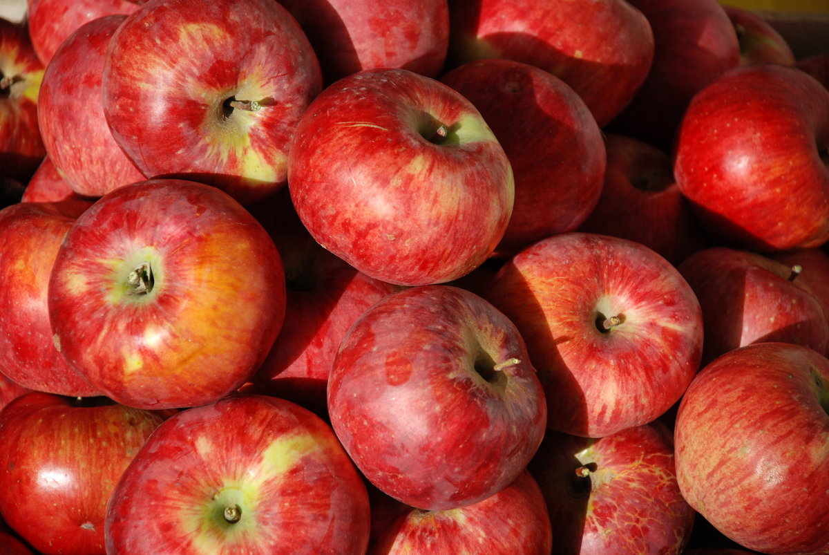 Яблони сорта «апорт»: описание и особенности выращивания