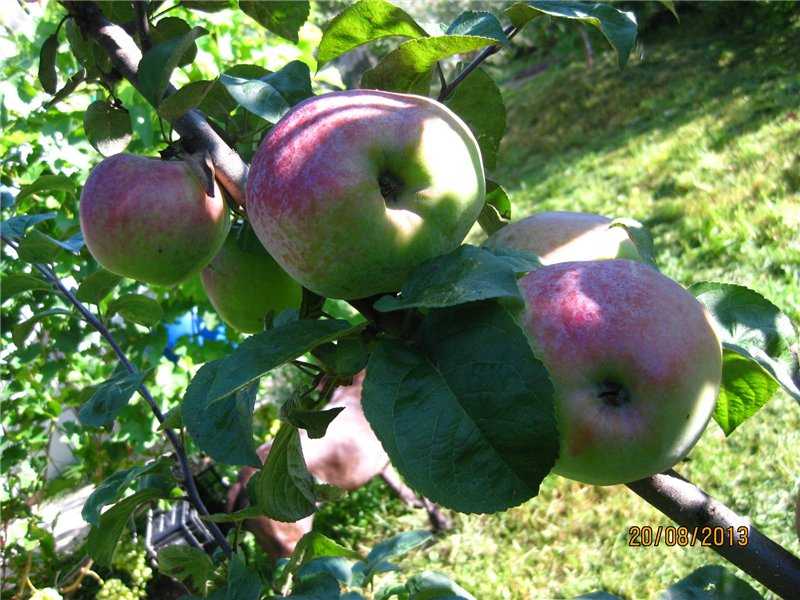 Яблоня — подарок садоводам: описание сорта, фото, отзывы