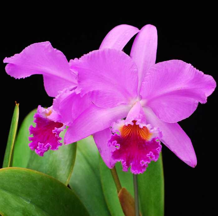 Каттлея орхидея фото описание сорта