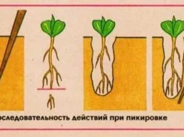 Три способа выращивания крепкой капустной рассады