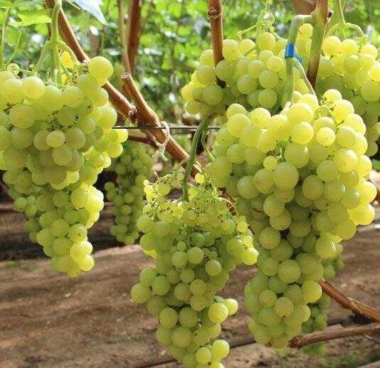 Виноград мускат белый: характеристика и описание сорта