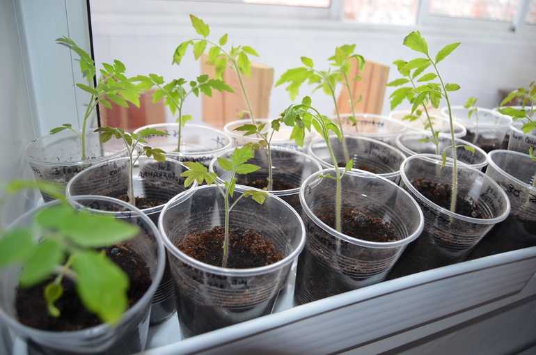 Стимуляторы роста для рассады томатов и перца: как вырастить хорошую рассаду в домашних условиях