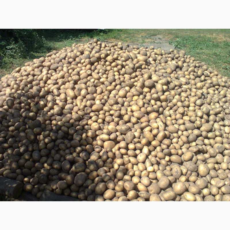 Лучшие сорта картофеля для средней полосы: особенности выращивания и ухода