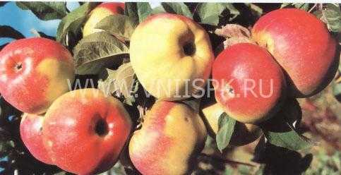 Яблоня народное — особенности выращивания