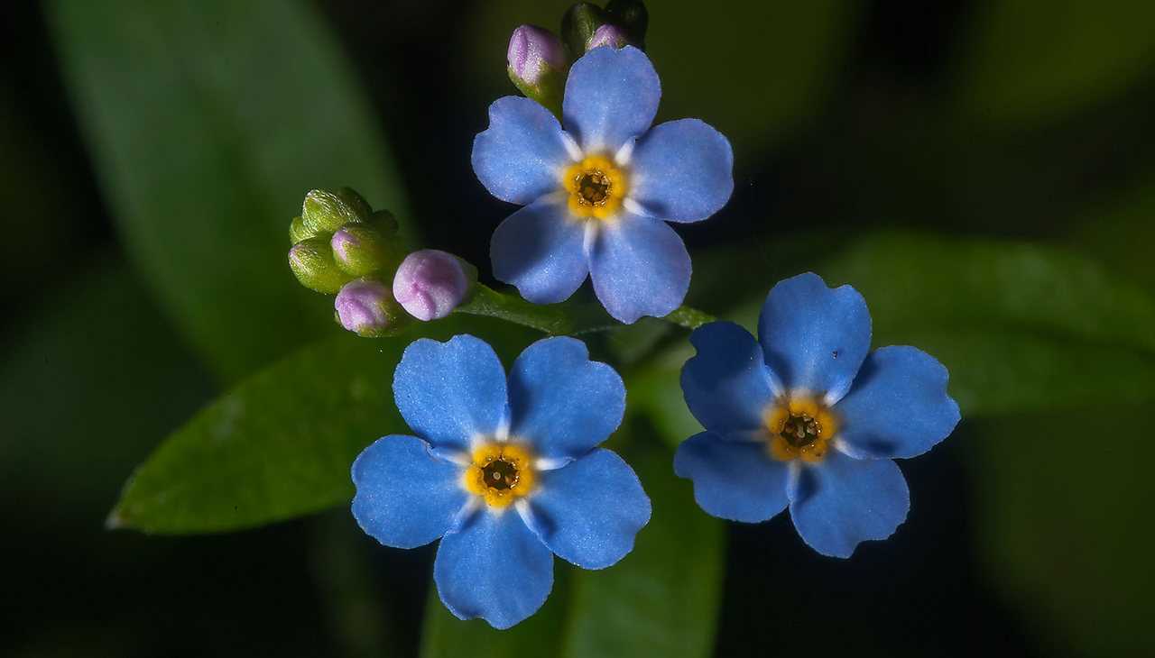 Цветок незабудка – как выглядит, где растет, легенда о цветке, какие есть виды?