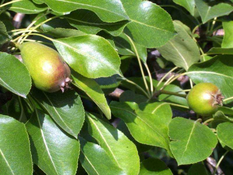 Причины осыпания зеленых плодов сливы