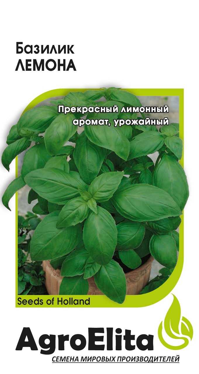 Применение базилика лимонного на кухне и в уходе за собой