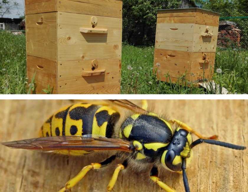 Причины, признаки и способы борьбы с воровством пчел