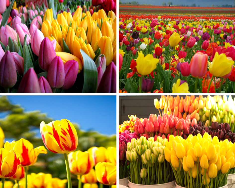 Тюльпаны: махровые сорта цветов, ботанические тюльпаны, синие, голландские