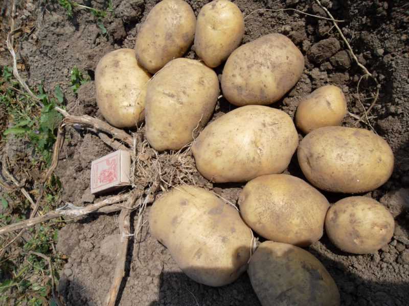 Сорт картофеля «беллароза»: характеристика, описание, урожайность, отзывы и фото