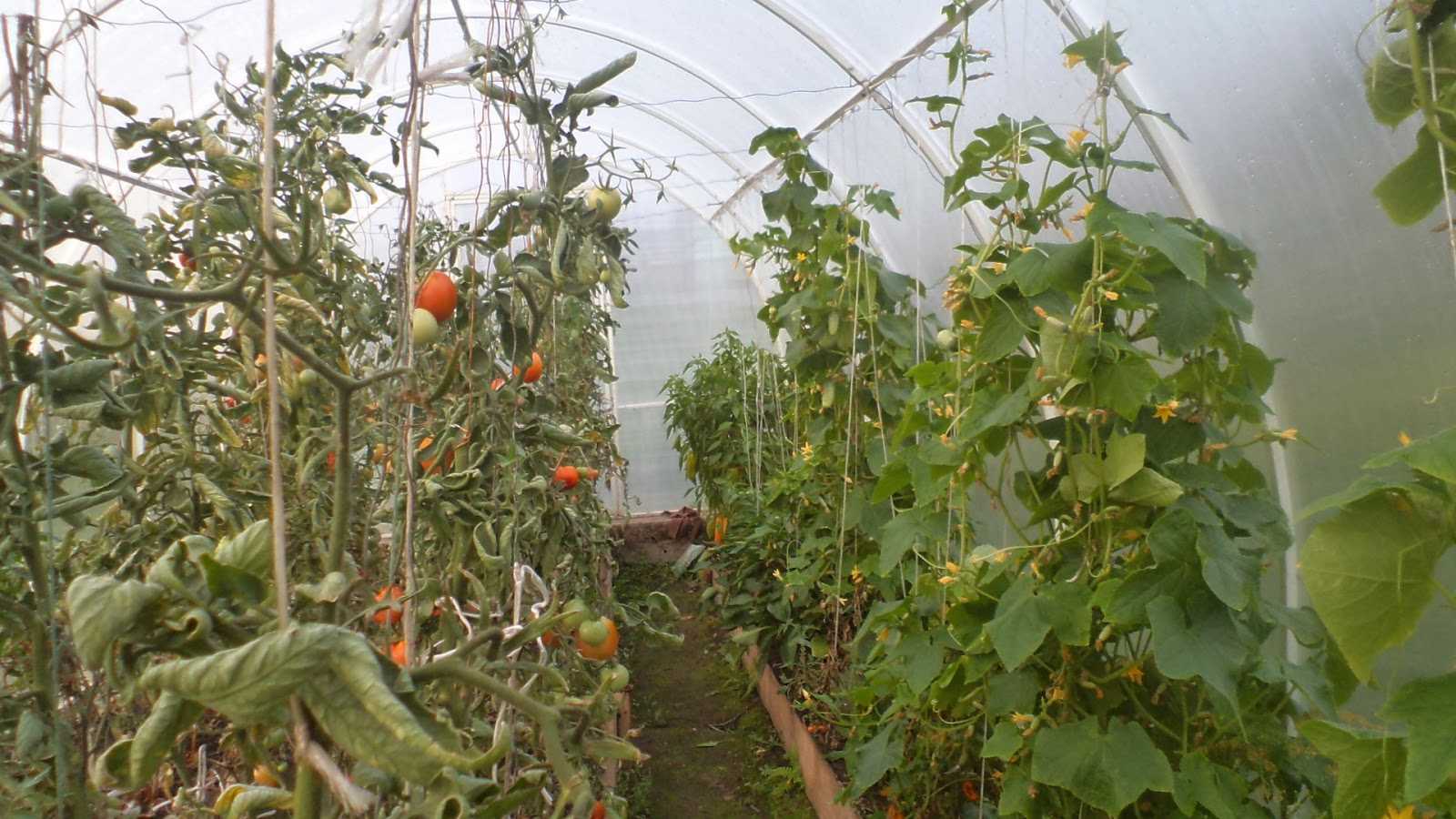 Если томаты обожгло солнцем. что делать если помидоры в теплице подгорели, как спасти рассаду, почему горят томаты