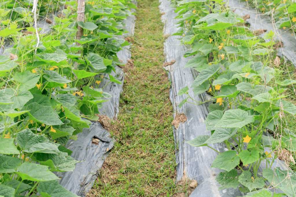 3 способи вирощування огірків на маленькій ділянці