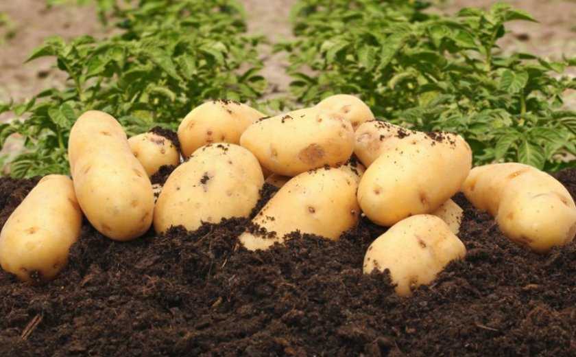 Какие культуры сажать после картофеля на следующий год