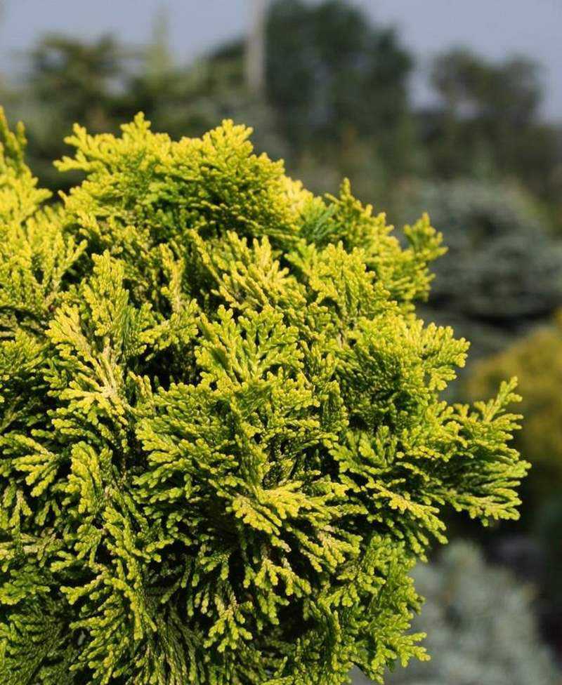 Какие виды кипарисовика существуют в природе? фото различных сортов растений, их название и описание