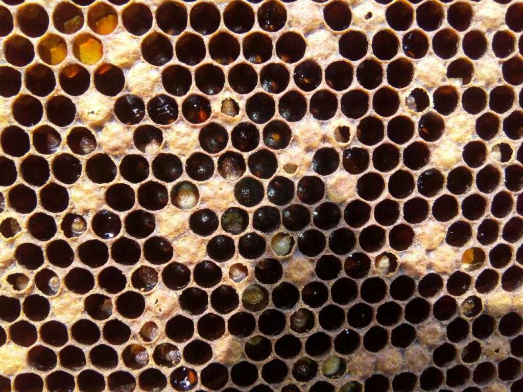 Лекарство для пчел лозеваль: инструкция по применению