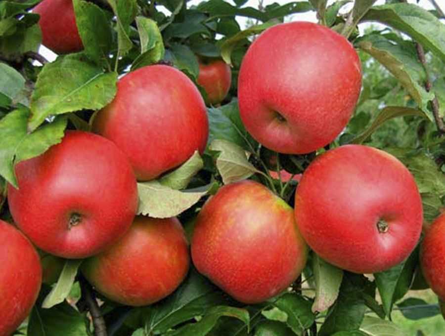 Характеристика яблони хани крисп