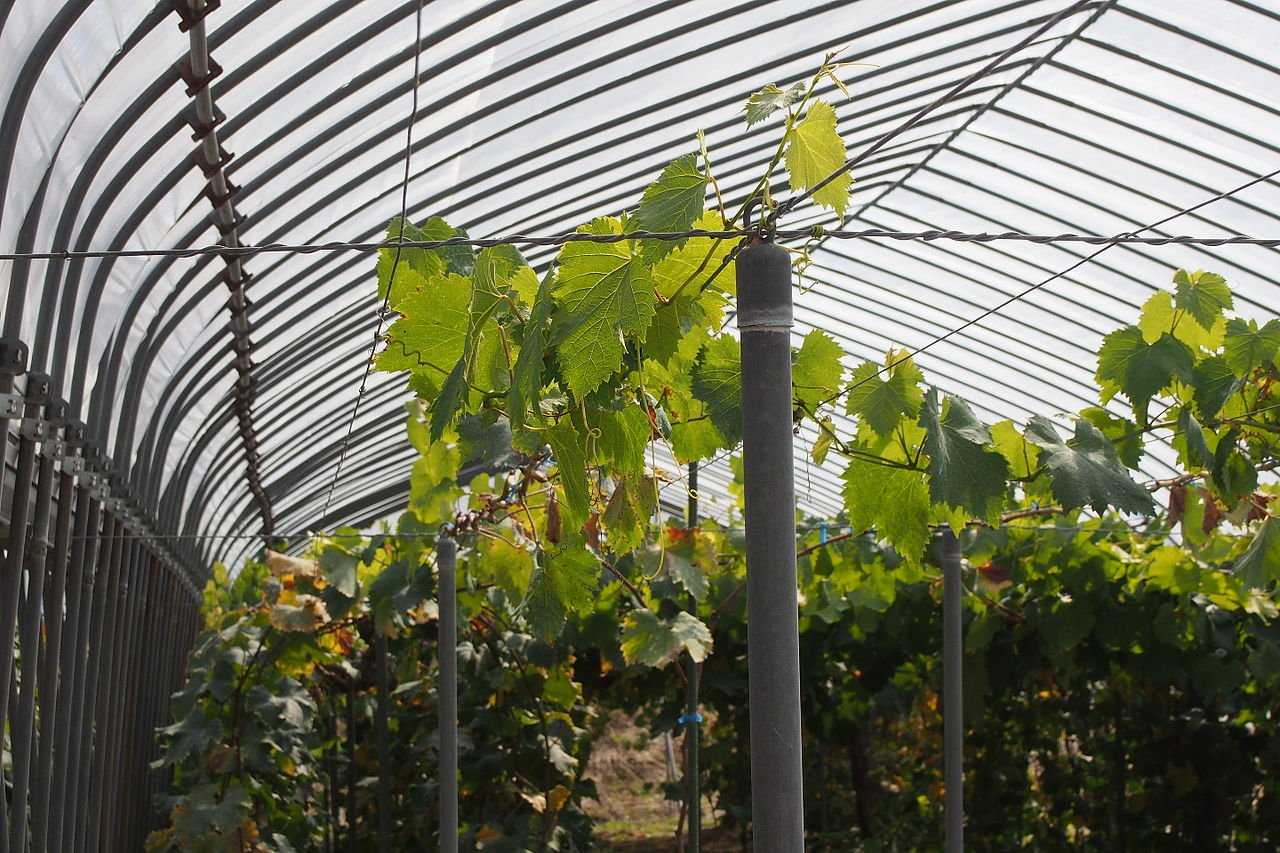 Виноград в подмосковье: особенности выращивания