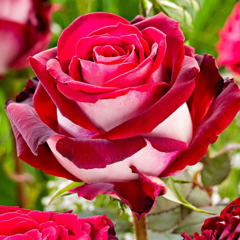 Розы, цветущие весь сезон – описания лучших сортов (21 фото)