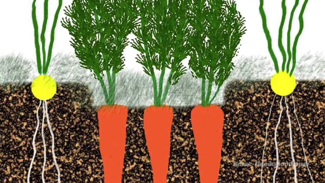 Посадка укропа в открытый грунт весной. Морковь и лук на грядке.