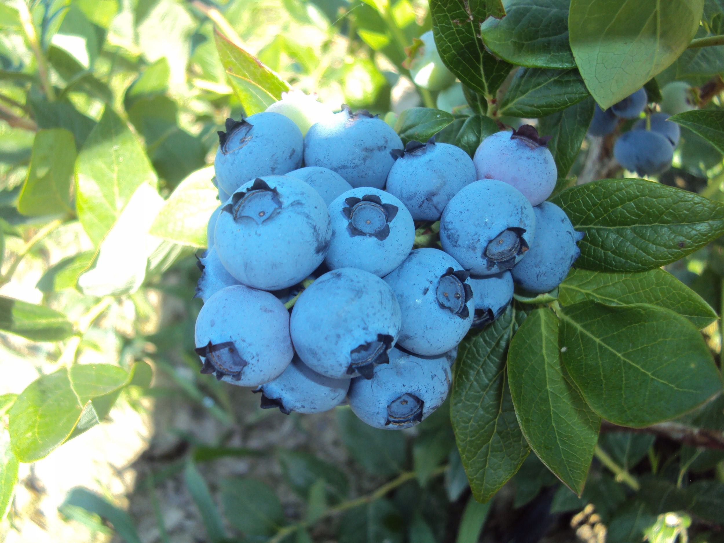 Голубика bluecrop — ягоды грибы