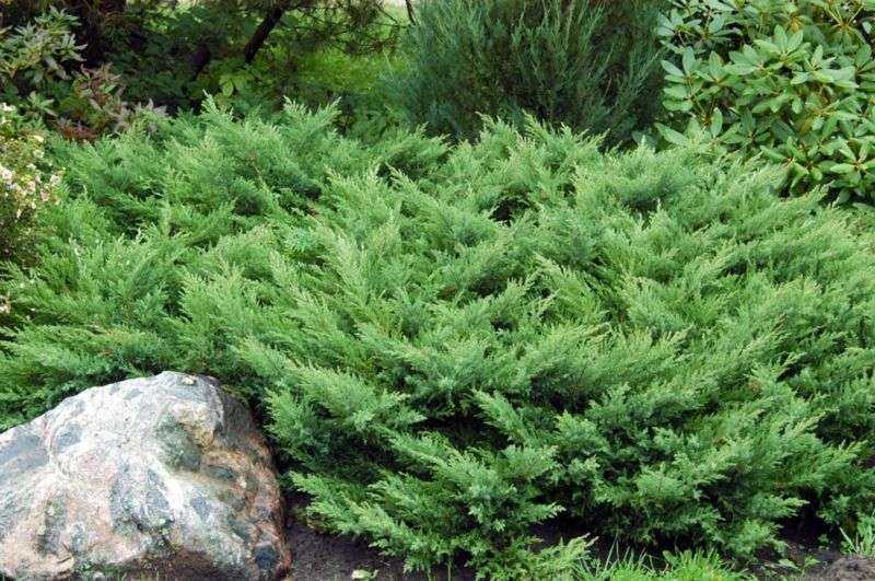 Можжевельник казацкий вариегата (juniperus sabina variegata)