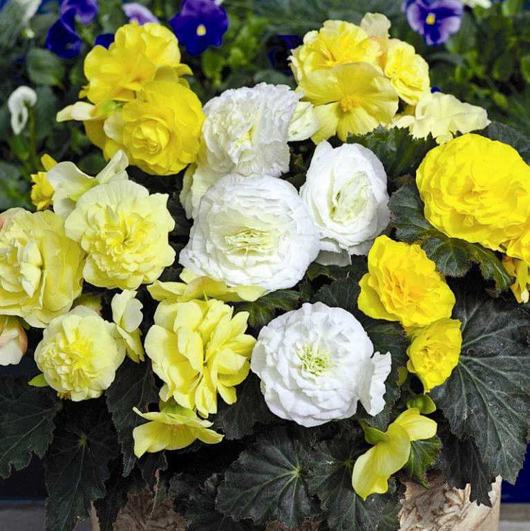 Роза аскот (ascot)