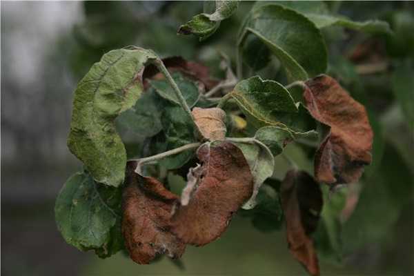 Узнайте, почему на яблоне скручиваются листья