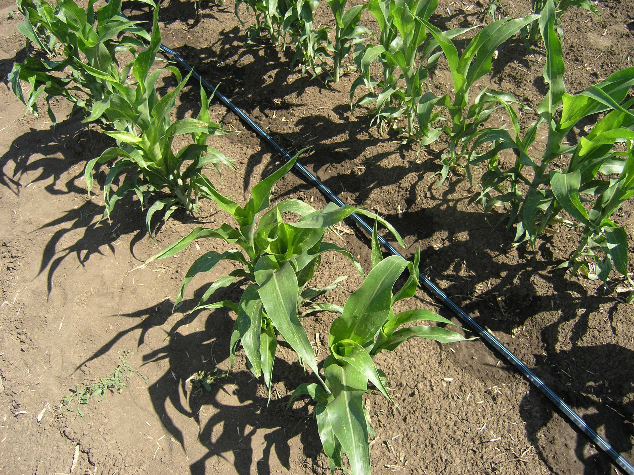 Посадка кукурузы весной: посев, когда сеять, как сажать правильно?
