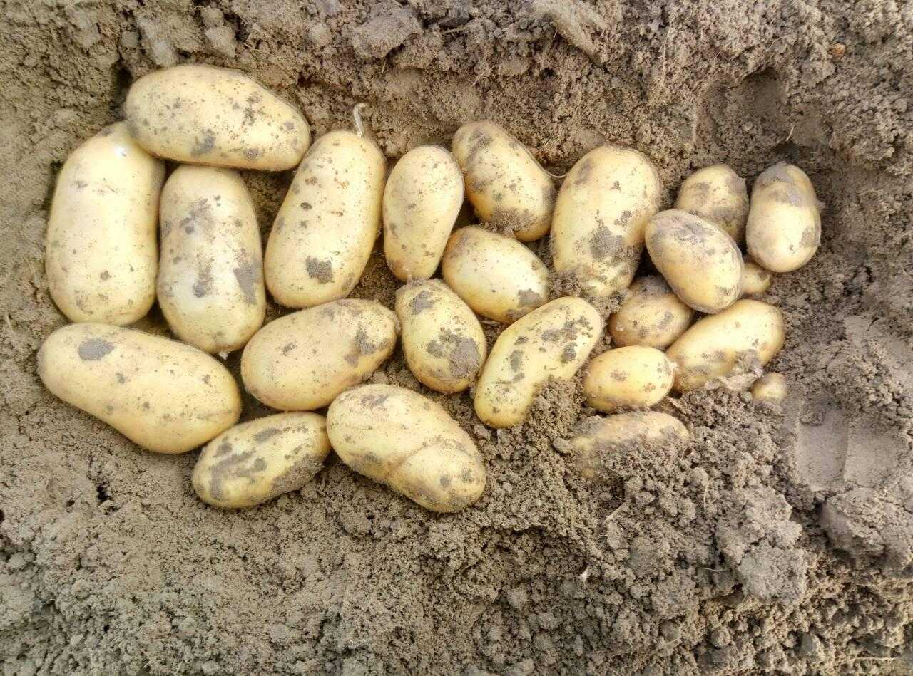 Обзор и характеристики лучших сортов картофеля для западной и восточной сибири: самых ранних и урожайных