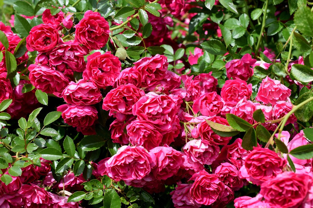 Роза фомоста фото и описание