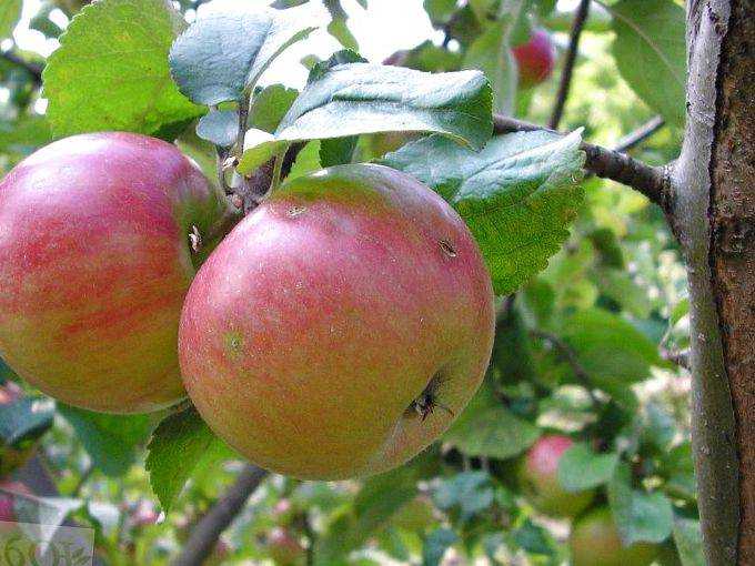 Прекрасные сорта декоративных яблонь