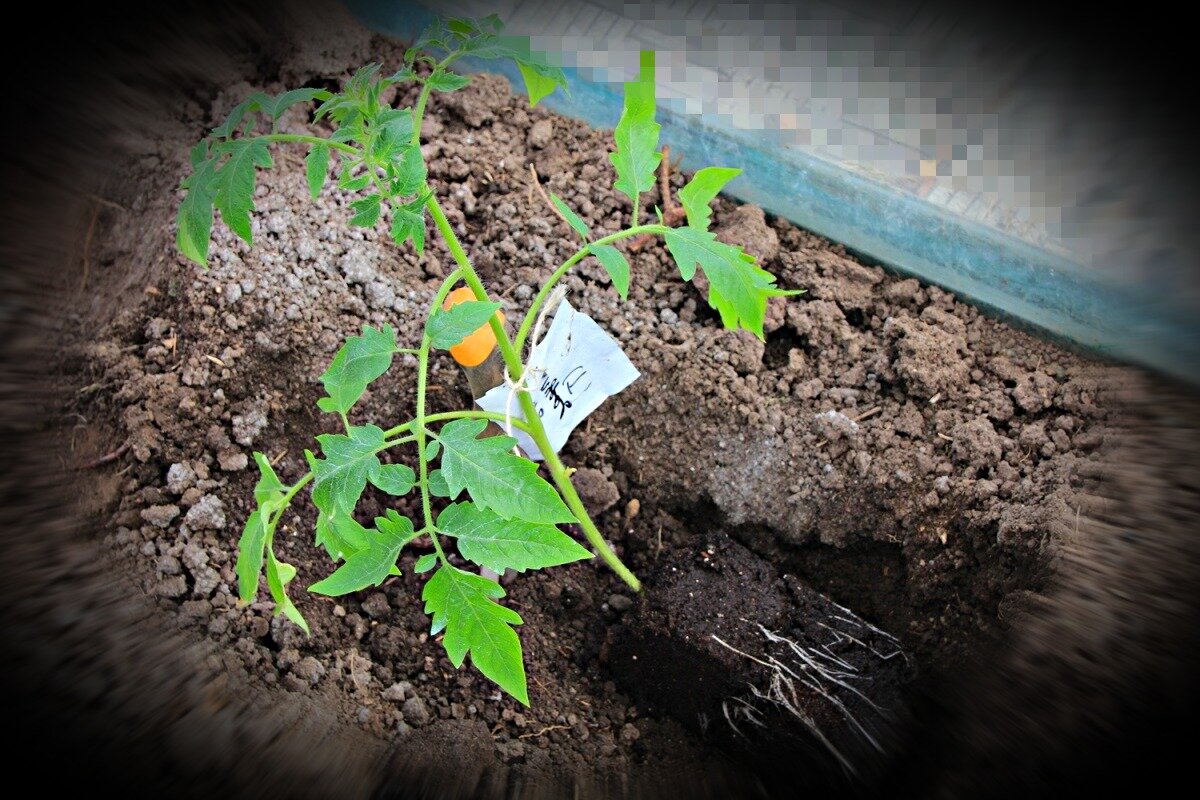 Что добавлять в лунку при посадке томатов: подготовка и удобрение лунки