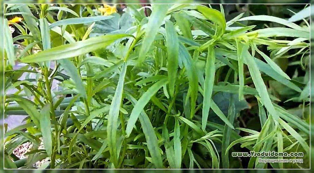 О траве тархун (эстрагон): посадка, выращивание и уход в открытом грунте