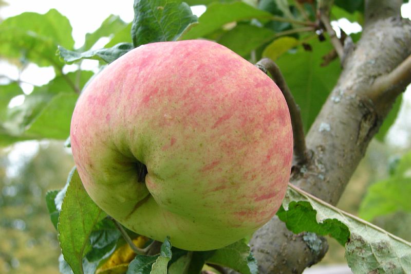 Яблоки апорт: описание и характеристики сорта, посадка и уход, разновидности, размножение