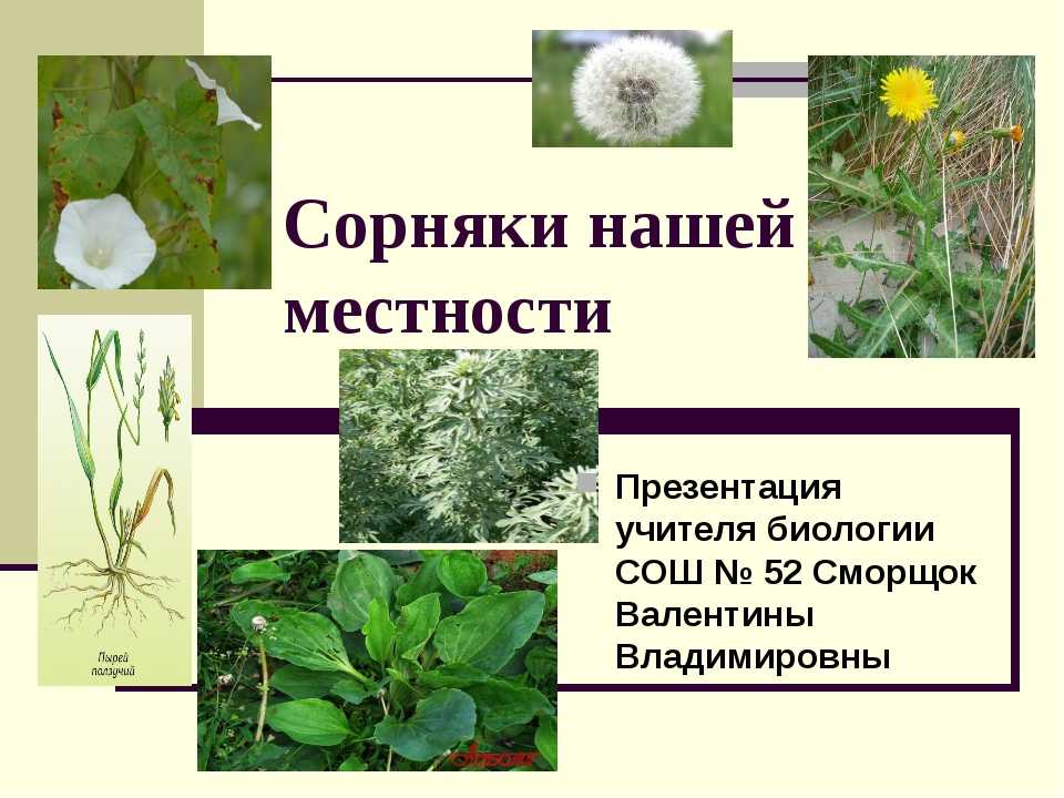 Найболее распространенные сорняки в саду: классификация, вред и польза сорных растений