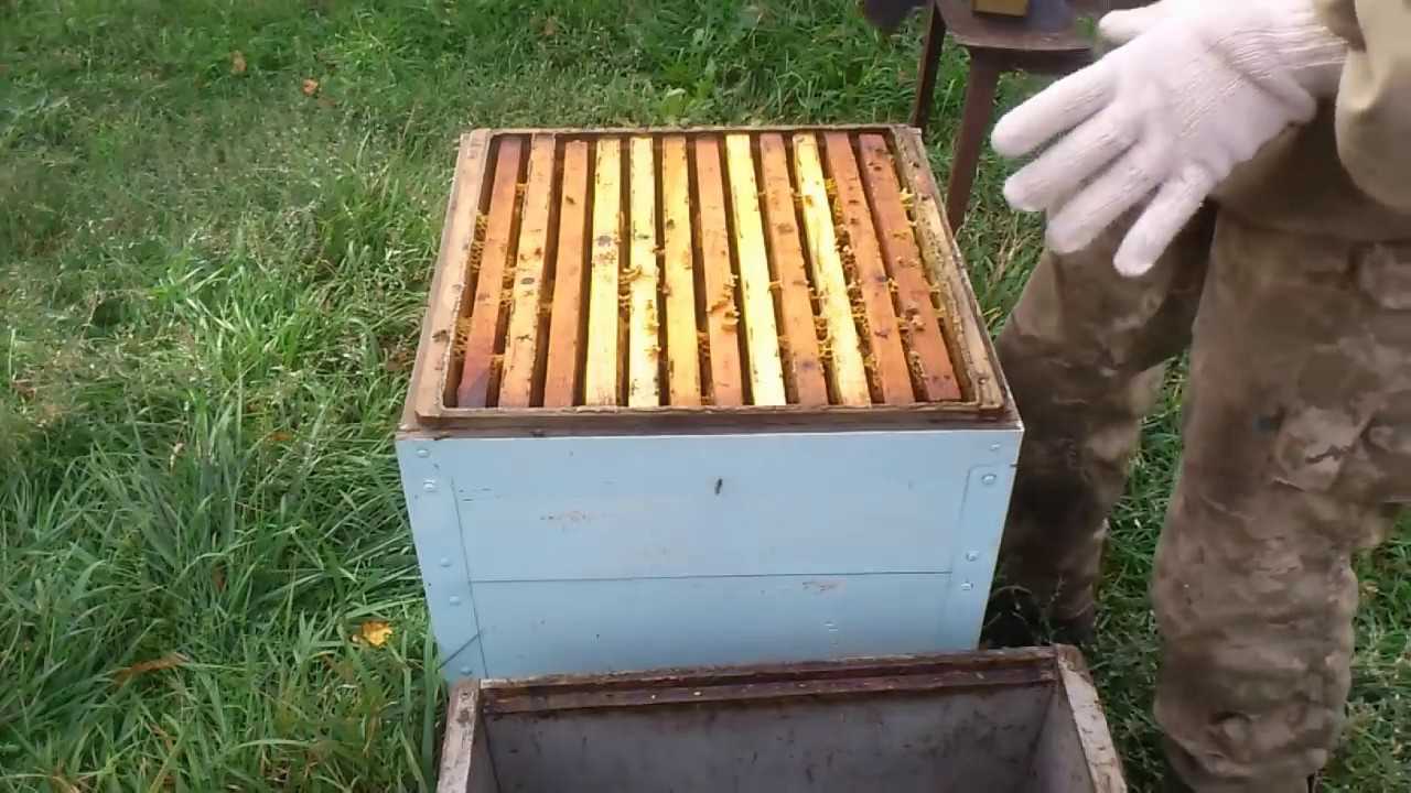 Кормление пчел старым медом