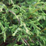 Кипарисовик лавсона элвуди (chamaecyparis lawsoniana ellwoodiirin)