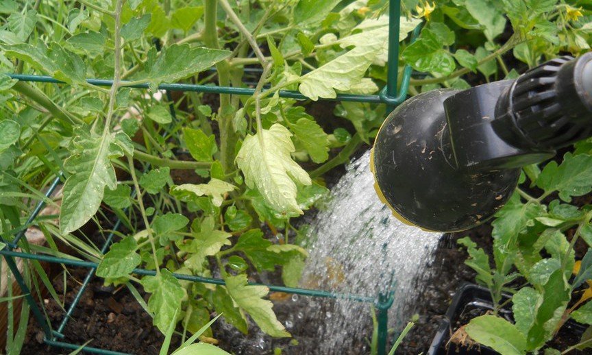 Как нужно поливать рассаду помидоров весной 2019 года до и после пикировки, правильный и неправильный полив