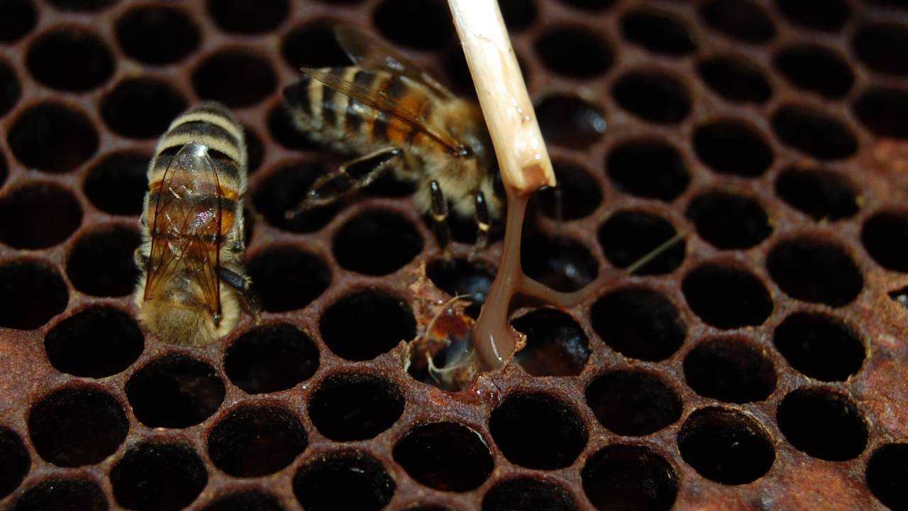 Как распознать и лечить нозематоз у пчел?