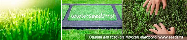 Как правильно подсеять проплешины на газоне